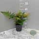 Dryopteris erythrosora GM 2,0L