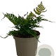 Dryopteris erythrosora GM 2,0L