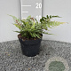Dryopteris erythrosora prolifica GM 2,0L