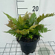 Dryopteris erythrosora prolifica GM 2,0L