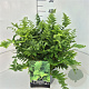 Dryopteris filix-mas 35-40 cm 10L