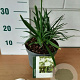 Agapanthus Pitchoune White GM C3