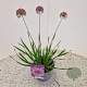 Allium 'Millenium' 25-30 cm 2,5L