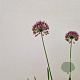 Allium 'Millenium' 25-30 cm 2,5L