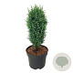 Juniperus comm. 'Compressa' 50-60 cm 7,5L