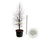 Metasequoia gl. Amber Glow 250-300 cm cont. 230L solitair