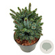 Picea sitchensis 'Midget' 20-25 cm