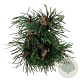 Pinus heldreichii 'Satellit' 30-40 cm 4,5L