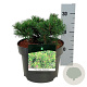 Pinus mugo 'Klosters Grun' 15-20 cm