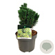 Pinus mugo 'Limerick' 20-25 cm