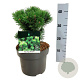 Pinus mugo 'Mumpitz' 20-25 cm