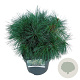 Pinus strobus 'Blue Shag' 30-40 cm 4,5L