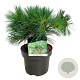Pinus strobus 'Minima' 25-30 cm