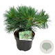 Pinus strobus 'Minima' 25-30 cm