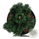 Pinus thunbergii 'Kotobuki' 30-40 cm 4,5L