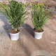 Taxus baccata 40-50 cm 5,0L