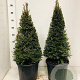 Taxus baccata 60-70 cm 10L kegel
