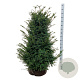 Taxus baccata 100-120 cm met kluit extra