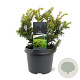 Taxus b. 'Summergold' 25-30 cm 3,5L