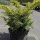 Taxus b. 'Summergold' 30-40 cm 5,0L