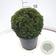 Taxus media 'Groenland' 30 cm 7,5L bol