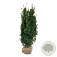 Taxus media 'Hillii' 140-160 cm met kluit extra
