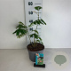 Albizia julibrissin 40-50 cm 35L
