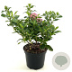 Escallonia laevis Pink Elle 25-30 cm 2,0L