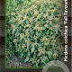 Hedera col. 'Fall Favourite' 25-30 cm 2,0L