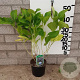 Hydrangea m. 'Nikko Blue' 25-30 cm 2,0L