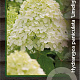 Hydrangea pan. 'Limelight' 30-40 cm 2,0L