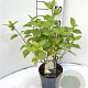 Hydrangea pan. 'Limelight' 30-40 cm 2,0L
