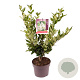 Ligustrum j. 'Texanum' 30-40 cm 3,0L