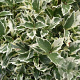 Osmanthus heter. 'Variegatus' 25-30 cm 2,0L