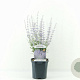 Perovskia atripl. 'Prime Time' 30-40 cm 2,0L