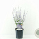 Perovskia atripl. 'Prime Time' 30-40 cm 2,0L