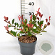 Photinia fraseri 'Little Red Robin' 25-30 cm 3,0L