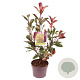Photinia fraseri 'Red Robin' 30-40 cm 3,0L