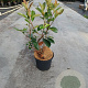 Photinia fraseri 'Red Robin' 30-40 cm 3,0L