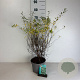Spiraea cinerea 'Grefsheim' 50-60 cm 35L