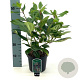 Viburnum davidii 30-40 cm 3,0L