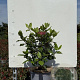 Viburnum tin. 'Gwenllian' 25-30 cm 3,0L