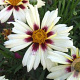 Coreopsis 'Starlight' 50-60 cm 5,0L