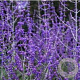 Perovskia atr. 'Blue Spire' 30-40 cm 2,0L