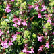 Teucrium chamaedrys 'Nanum' GM P9