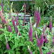 Teucrium hyrcanicum Purple Tails GM P9