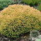 Thuja occidentalis 'Golden Tuffet' 20-25 cm 2,0L