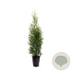 Thuja occidentalis 'King of Brabant' 80-100 cm 4,0L