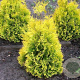 Thuja occidentalis 'Sunkist' 250-275 cm draadkluit
