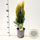 Thuja occ. 'Aurea Nana' 30-40 cm 2,5L